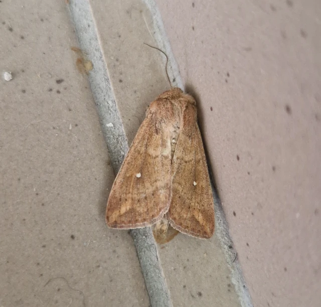 Mythimna albipuncta - fehérpettyes rétibagoly
