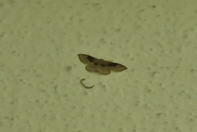 Idaea degeneraria - barnasávos araszoló