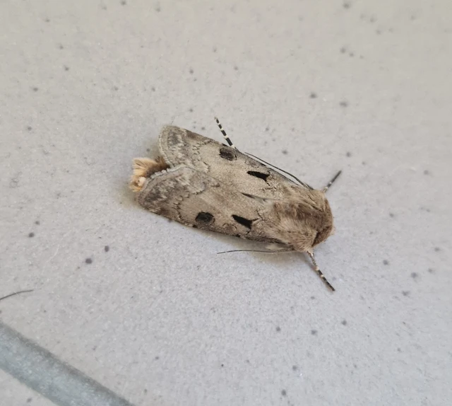 Agrotis exclamationis - felkiáltójeles földibagoly
