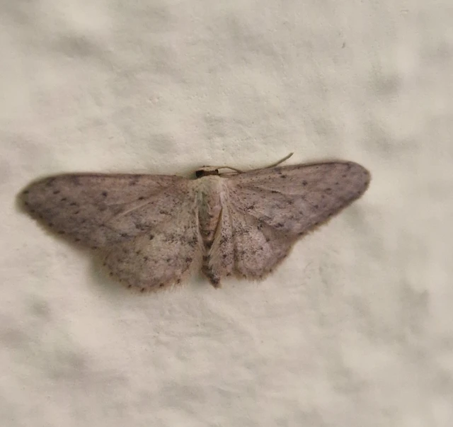 Idaea seriata - szürke apróaraszoló