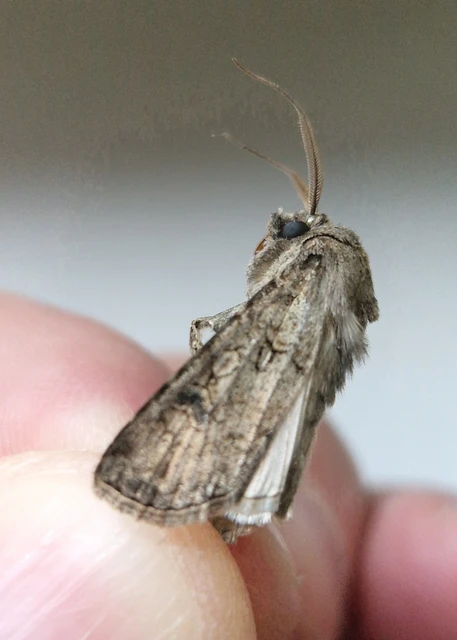 Agrotis segetum - vetési földibagoly