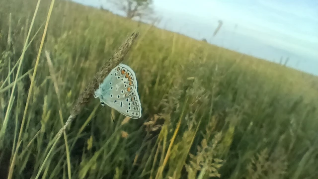 Polyommatus icarus - közönséges boglárka