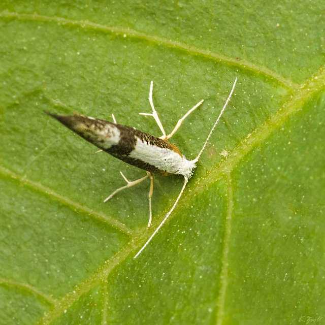 Argyresthia pruniella - meggyvirág-aranymoly