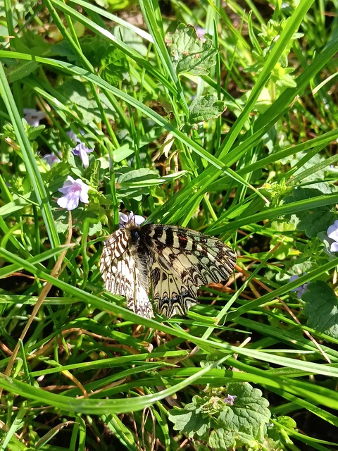 Zerynthia polyxena - farkasalmalepke