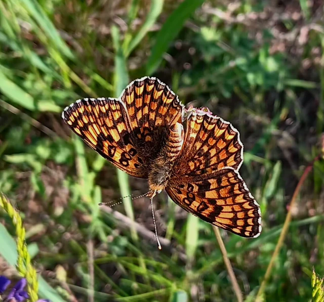Melitaea phoebe - nagy tarkalepke
