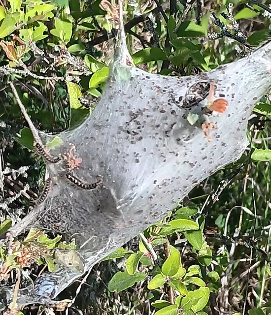 Eriogaster lanestris - tavaszi gyapjasszövő