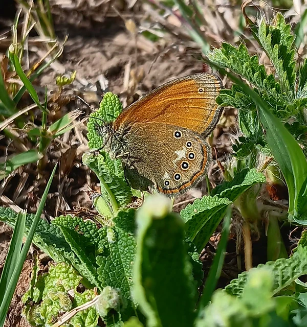 Coenonympha glycerion - közönséges szénalepke