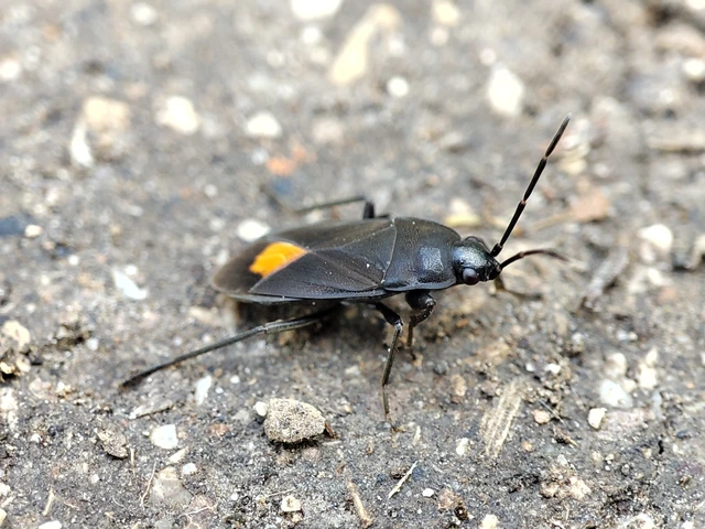Aphanus rolandri - kormos bodobács