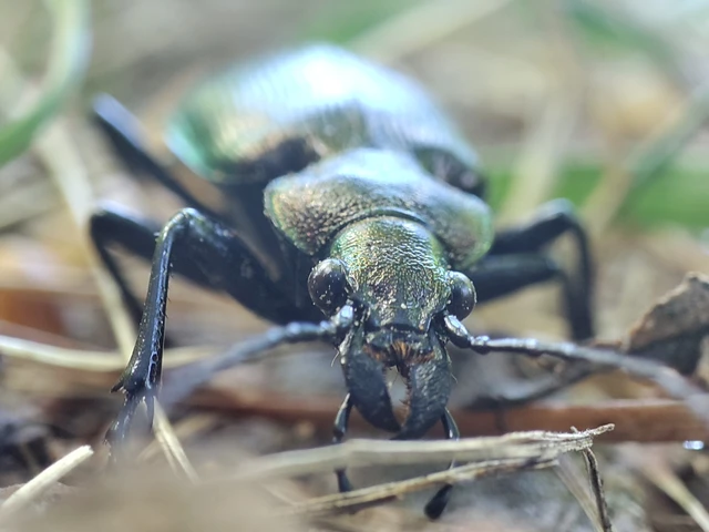 Calosoma inquisitor - kis bábrabló