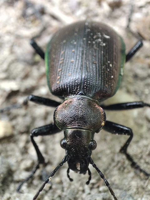 Calosoma inquisitor - kis bábrabló