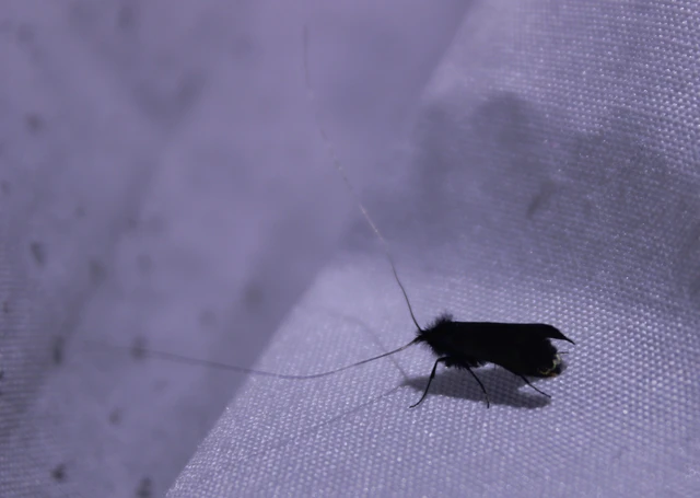Adela reaumurella - smaragdfényű tőrösmoly