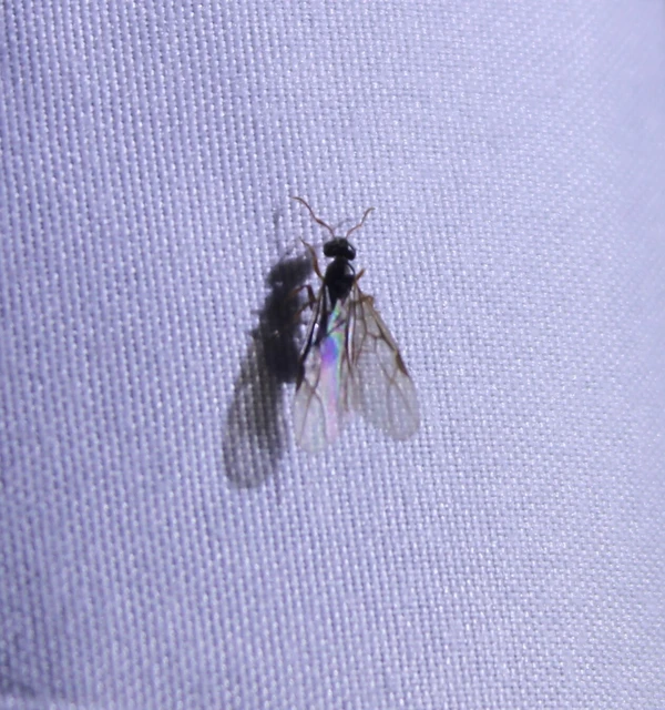 Lasius fuliginosus - kartonépítő fahangya