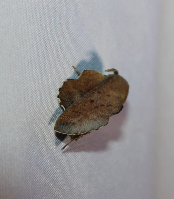 Phyllodesma tremulifolia - nyárlevélpohók