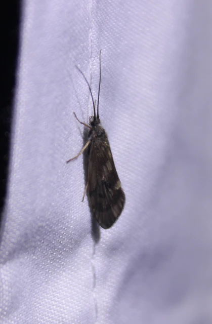 Trichoptera - Tegzesek