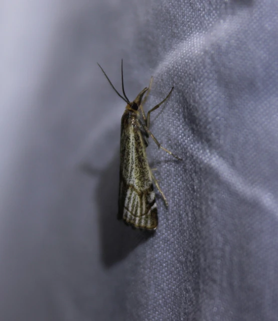 Thisanotia chrysonuchella - tavaszi fűgyökérmoly