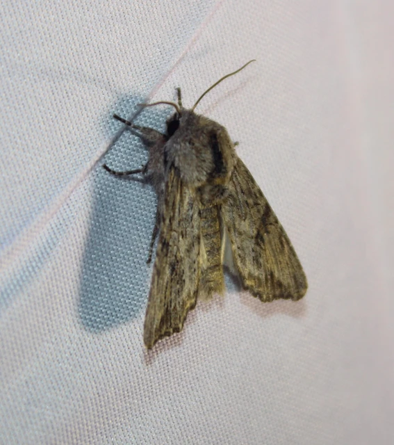 Egira conspicillaris - változékony szürkebagoly