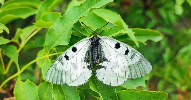 Parnassius mnemosyne - kis apollólepke