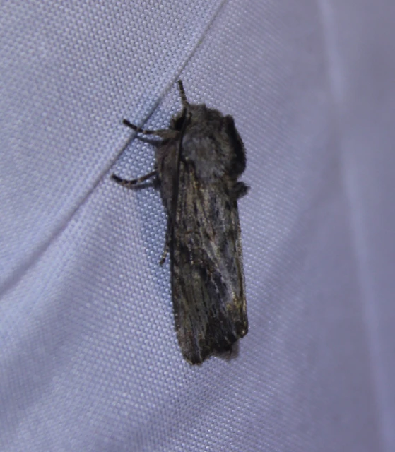 Egira conspicillaris - változékony szürkebagoly