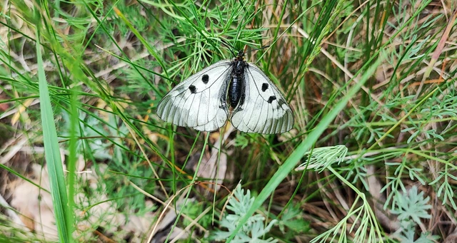 Parnassius mnemosyne - kis apollólepke