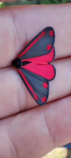 Tyria jacobaeae - jakabfű-medvelepke