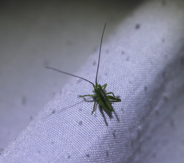 Tettigonia