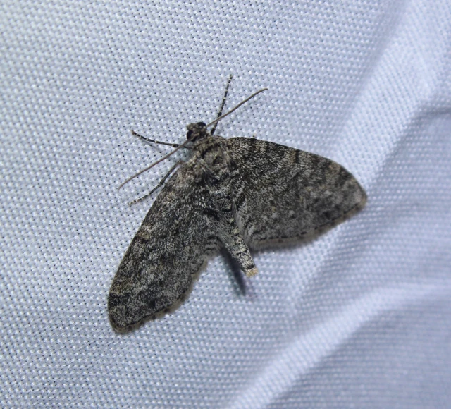 Lobophora halterata - szárnyfüggelékes araszoló