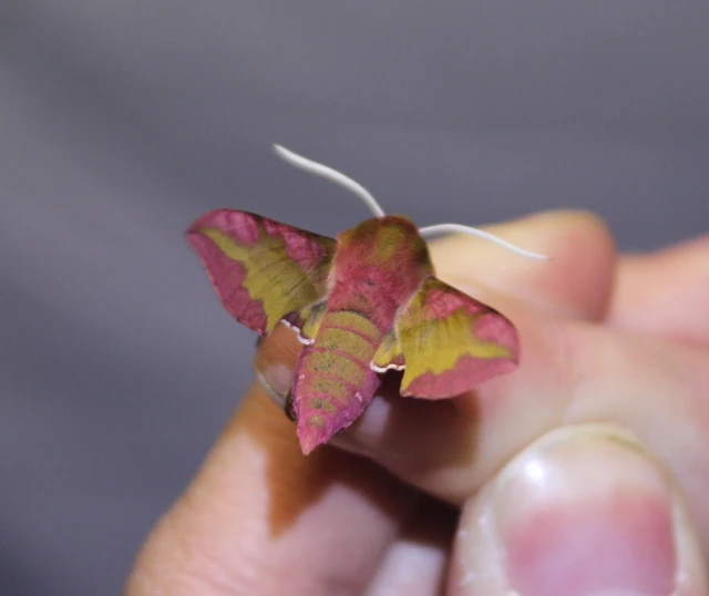 Deilephila porcellus - piros szender