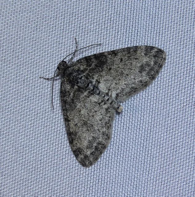Lobophora halterata - szárnyfüggelékes araszoló