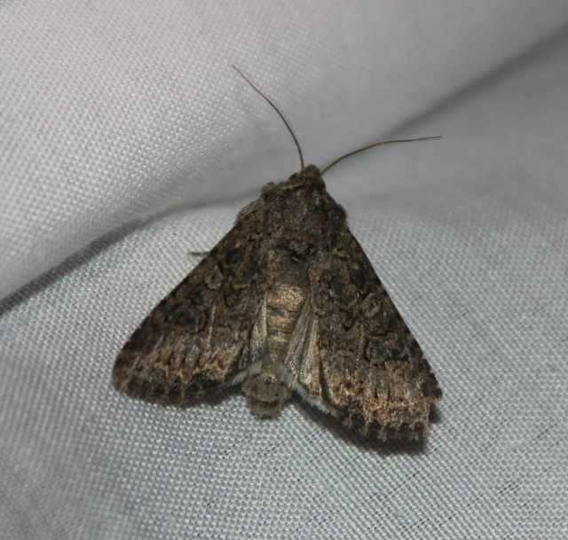 Hadula trifolii - lóherebagoly