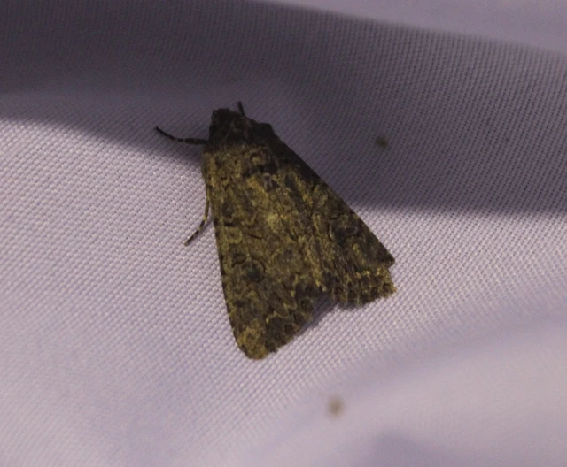 Hadula trifolii - lóherebagoly