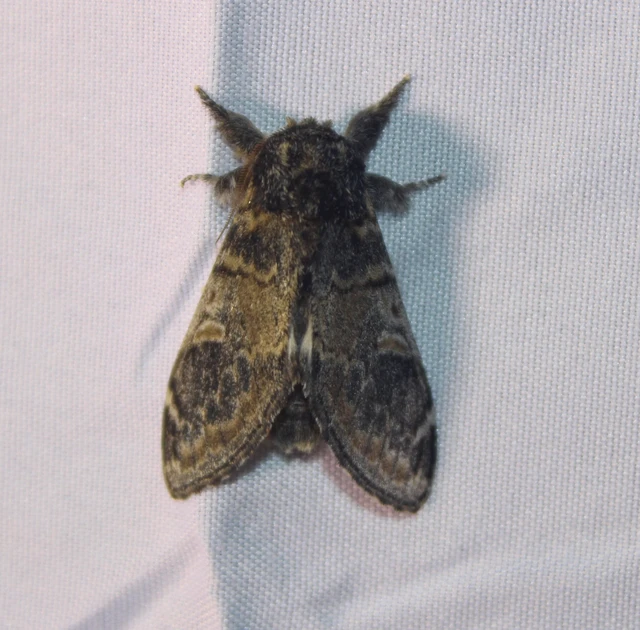 Notodonta tritophus - tarajos púposszövő