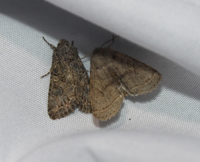 Orthosia cerasi - közepes barkabagoly