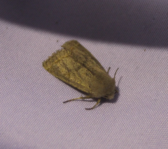 Orthosia cerasi - közepes barkabagoly