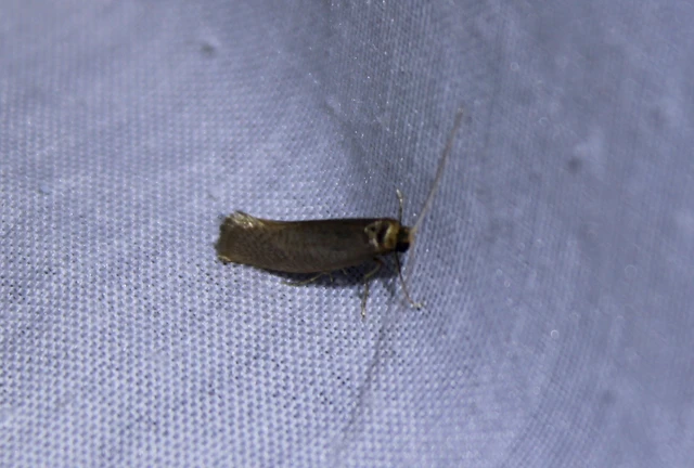 Nematopogon