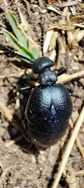 Meloe scabriusculus - érdes nünüke
