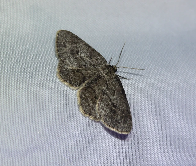 Ectropis crepuscularia - avararaszoló