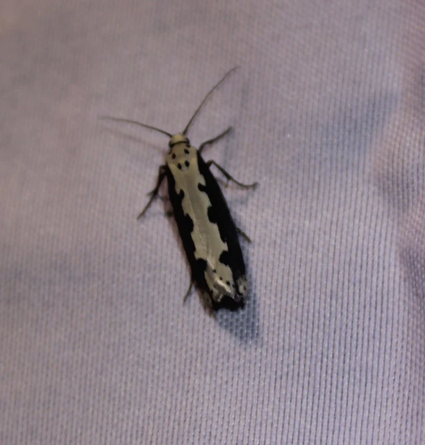 Ethmia bipunctella - kétpettyes feketemoly