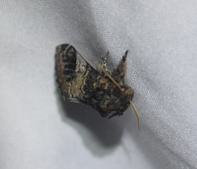 Notodonta tritophus - tarajos púposszövő