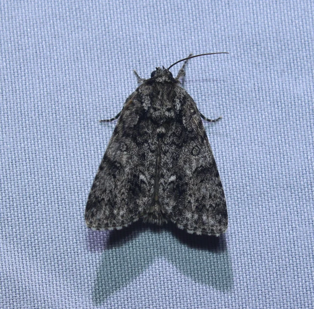 Acronicta rumicis - sóska-szigonyosbagoly Acronicta rumicis - sóska-szigonyosbagoly