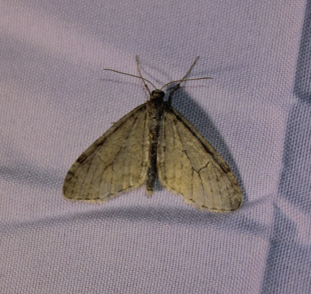 Trichopteryx carpinata - nyárfa-lebenyesaraszoló