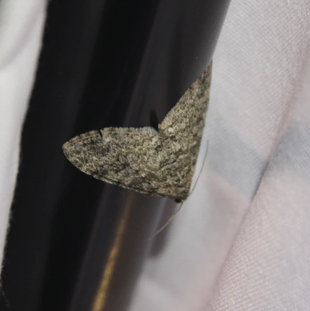 Lobophora halterata - szárnyfüggelékes araszoló