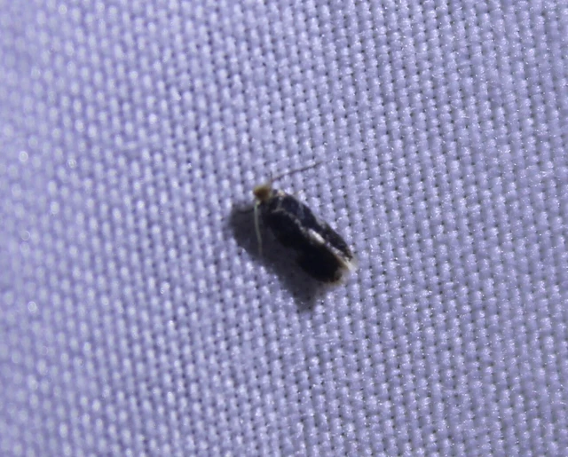 Nepticulidae - törpemolyfélék