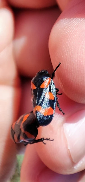 Cercopis sanguinolenta
