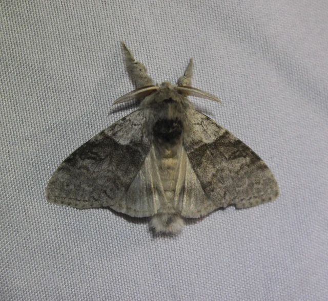 Calliteara pudibunda - hamvasszövő