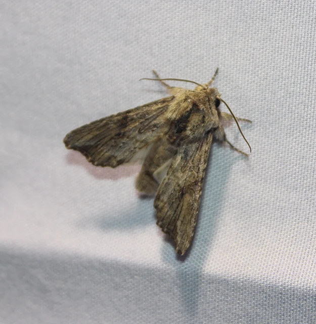 Egira conspicillaris - változékony szürkebagoly