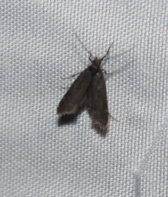 Gelechiidae - sarlósajkú-molylepkefélék