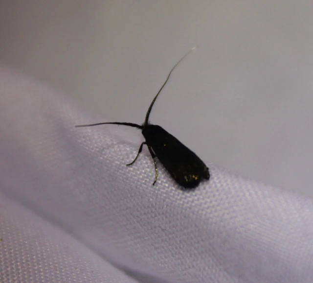 Adelidae - hosszúcsápú-tőrösmolyfélék