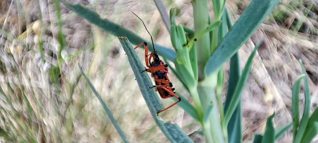 Rhynocoris iracundus - közönséges gyilkospoloska