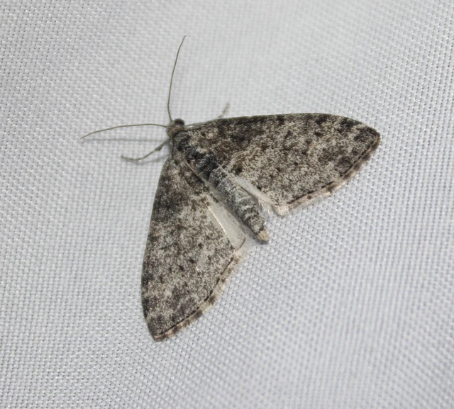 Lobophora halterata - szárnyfüggelékes araszoló