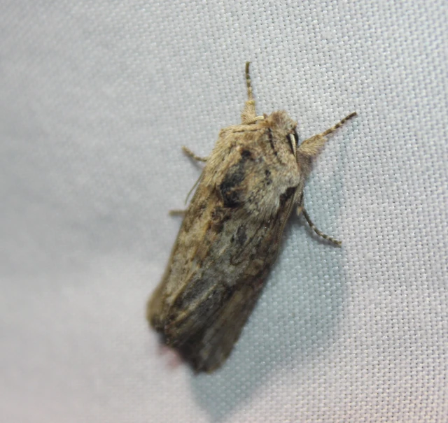 Egira conspicillaris - változékony szürkebagoly